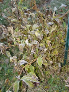 Frost on dying peony leaves.