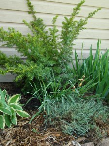 A garden is a work of love.  Hopefully these plants come back this year.