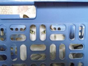 1914287_399343140132361_2006545079_n