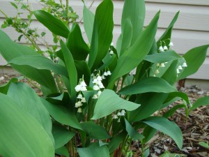 a hardy plant, Lily of the Valley