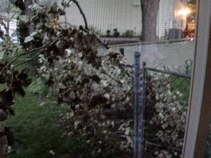 these will become firewood (taken through the screen because the mosquitoes are viscous)