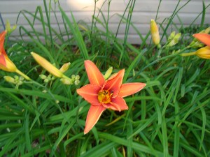 A tiger lily bloom starting its only day of existence